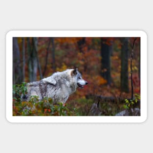 Timber Wolf Sticker